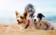 Desktop wallpaper. Dogs. ID:86143
