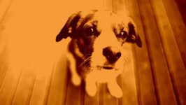 Desktop wallpaper. Dogs. ID:95700