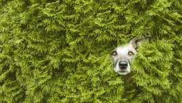 Desktop wallpaper. Dogs. ID:97908