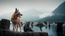 Desktop image. Dogs. ID: 100454
