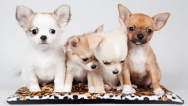 Desktop wallpaper. Dogs. ID:109022
