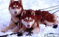 Desktop wallpaper. Snow Dogs. ID:4934