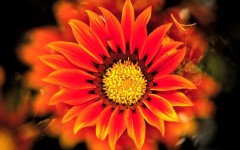 Desktop image. Flowers. ID:4543