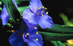 Desktop image. Flowers. ID:4544