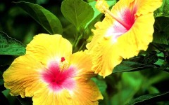 Desktop image. Flowers. ID:4545