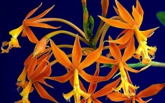 Desktop image. Flowers. ID:4551