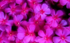 Desktop image. Flowers. ID:4555