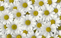 Desktop image. Flowers. ID:4586