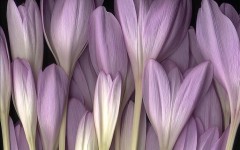 Desktop image. Flowers. ID:4587