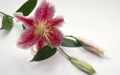 Desktop image. Flowers. ID:4596