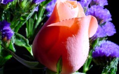 Desktop image. Flowers. ID:4698