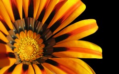 Desktop image. Flowers. ID:4705