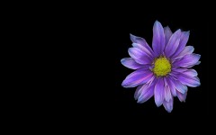 Desktop image. Flowers. ID:4722