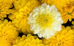 Desktop image. Flowers. ID:4739