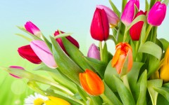 Desktop image. Flowers. ID:50328