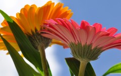 Desktop image. Flowers. ID:51315