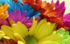 Desktop image. Flowers. ID:51791