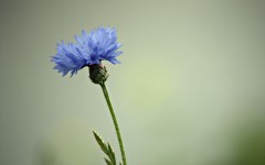 Desktop image. Flowers. ID:52305