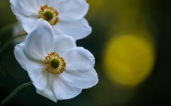 Desktop image. Flowers. ID:54886