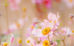 Desktop wallpaper. Flowers. ID:56787