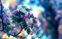 Desktop image. Flowers. ID:56910
