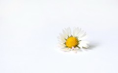 Desktop image. Flowers. ID:57373