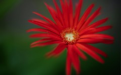 Desktop image. Flowers. ID:57501