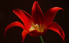 Desktop image. Flowers. ID:57542