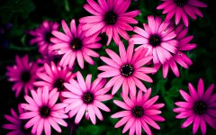 Desktop image. Flowers. ID:61872