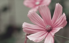 Desktop image. Flowers. ID:62715