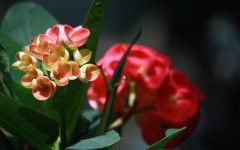 Desktop image. Flowers. ID:62726