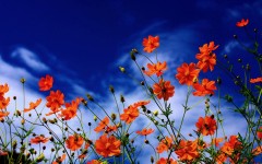 Desktop image. Flowers. ID:63318