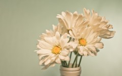 Desktop image. Flowers. ID:63347