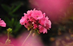 Desktop image. Flowers. ID:63585