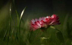 Desktop image. Flowers. ID:68416