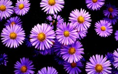 Desktop image. Flowers. ID:68442