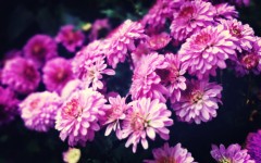 Desktop image. Flowers. ID:68448