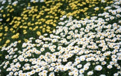 Desktop image. Flowers. ID:68452