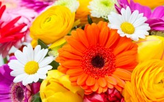 Desktop image. Flowers. ID:68494
