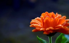 Desktop image. Flowers. ID:68495