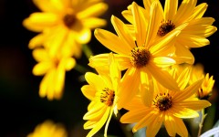 Desktop image. Flowers. ID:68513