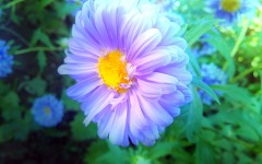 Desktop image. Flowers. ID:68544