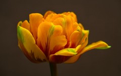 Desktop image. Flowers. ID:68562