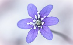 Desktop image. Flowers. ID:68577