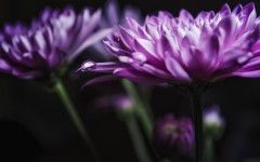 Desktop image. Flowers. ID:68581