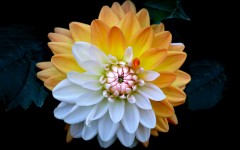 Desktop image. Flowers. ID:68629