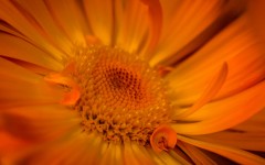 Desktop image. Flowers. ID:68632