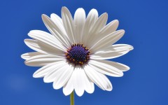 Desktop image. Flowers. ID:81013