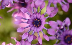 Desktop image. Flowers. ID:82236