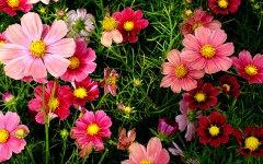 Desktop image. Flowers. ID:84471